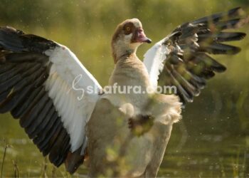 Membongkar Bid’ah dan Menjaga Aqidah: Syarah Aqidah Salaf