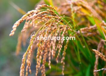 Membongkar Bid’ah dan Menjaga Aqidah: Syarah Aqidah Salaf