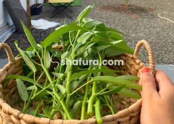 Dari Impian Hingga Panen: Memulai Berkebun Hidroponik di Rumah