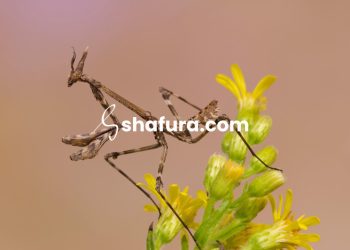 Penyakit ‘Ain dan Pengobatannya