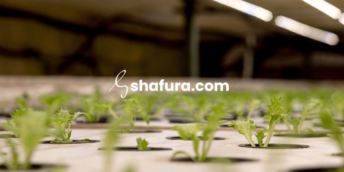 Cara Semai yang Mudah dan Cepat Berhasil: Pengalaman Petani Pemula